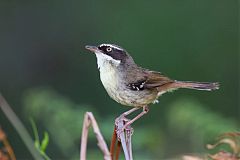 White-browed Scrubwren